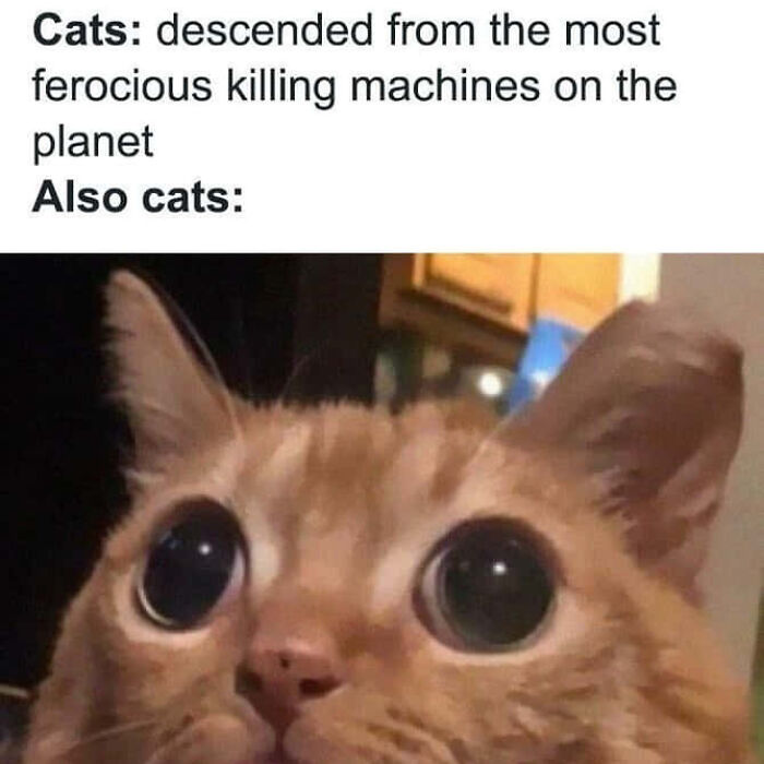 Hey Pandas, Post A Meme That Made You Laugh Out Loud