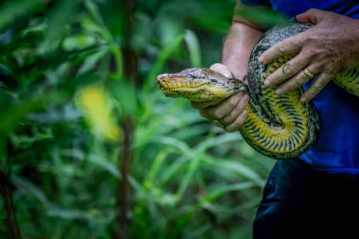 First responders handling a large snake during one of the weirdest calls shared online in an outdoor forest setting.