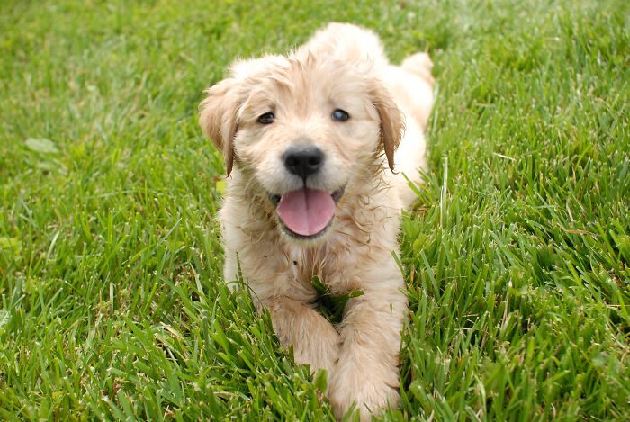 Golden retriever puppy lying on green grass, illustrating one of the weirdest calls first responders encountered.