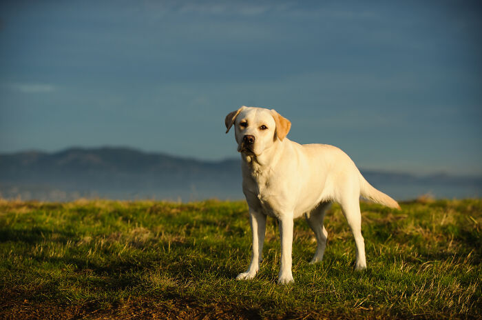 Yellow Labrador standing on grassy field at sunset, representing some of the weirdest calls first responders encounter.