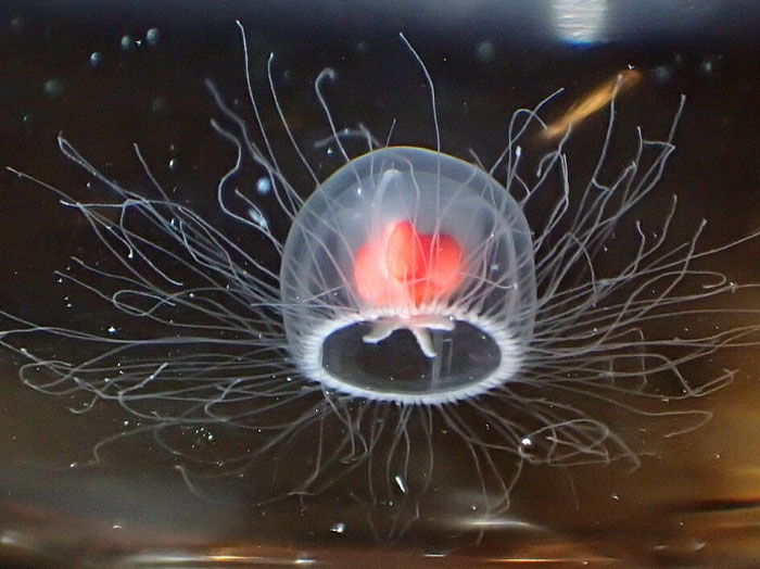 Transparent jellyfish with glowing red center and long thin tentacles, illustrating science behind craziest animal facts.