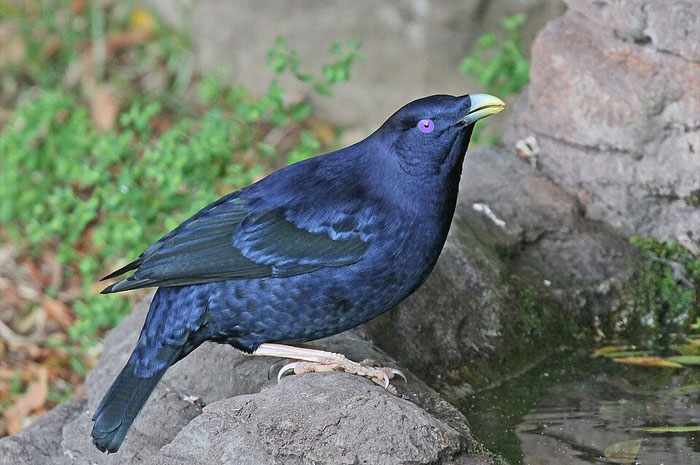 A striking blue bird with a yellow beak perched on a rock near water, illustrating animal facts with scientific interest.