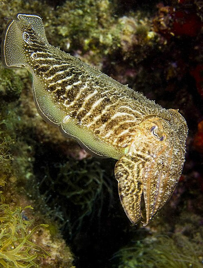 Close-up of a colorful cuttlefish underwater showcasing unique patterns related to crazy animal facts and their science.