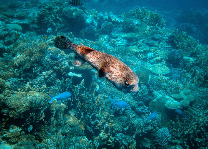 Pufferfish swimming over a coral reef, showcasing fascinating animal facts and the science behind unique marine life behaviors.