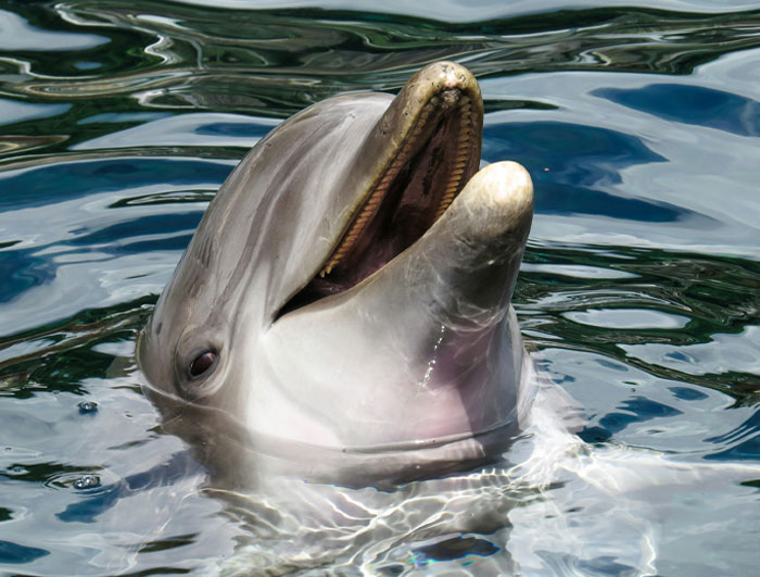Dolphin swimming in water with mouth open, illustrating the science behind animal facts and marine life behavior.