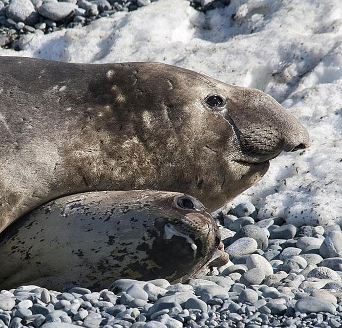 Two seals resting on rocky shore, showcasing fascinating animal facts in science and wildlife behavior.
