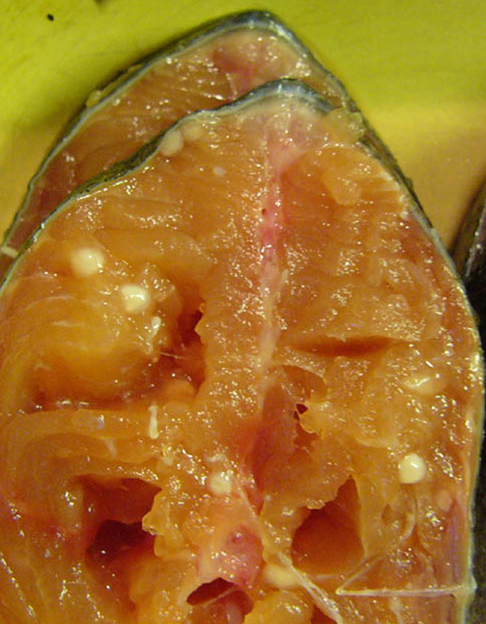 Close-up of fish with unusual flesh texture illustrating the science behind the craziest animal facts in nature.