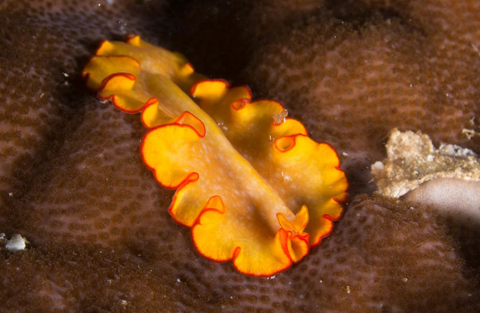 Close-up of a brightly colored flatworm on coral, illustrating unique features in the science behind crazy animal facts.