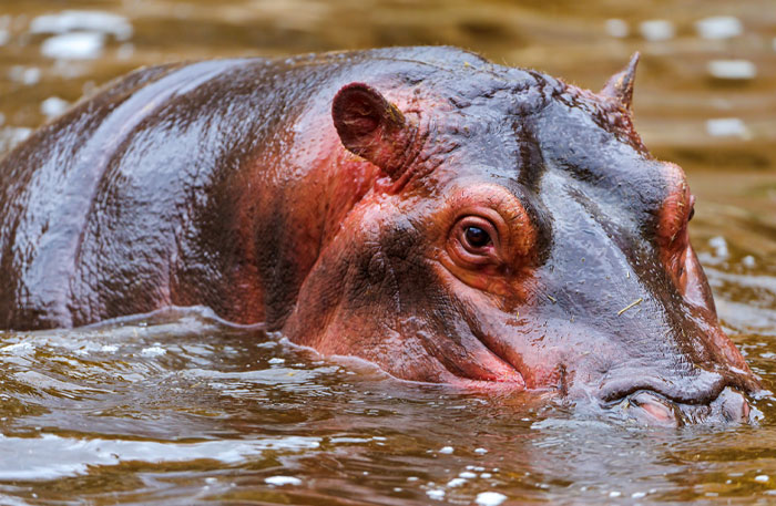Close-up of a hippopotamus partially submerged in water illustrating the science behind craziest animal facts.