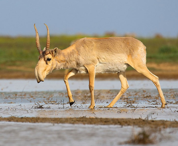 Saiga antelope walking through wetland habitat, showcasing unique animal features for science behind animal facts.