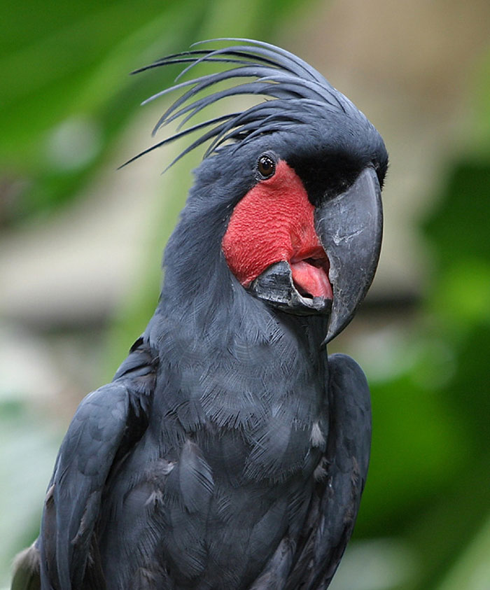 Black palm cockatoo with red cheek patches and impressive crest, illustrating crazy animal facts and unique wildlife science.