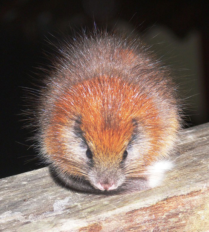 Close-up of a tiny furry animal demonstrating unique traits featured in the science behind craziest animal facts.