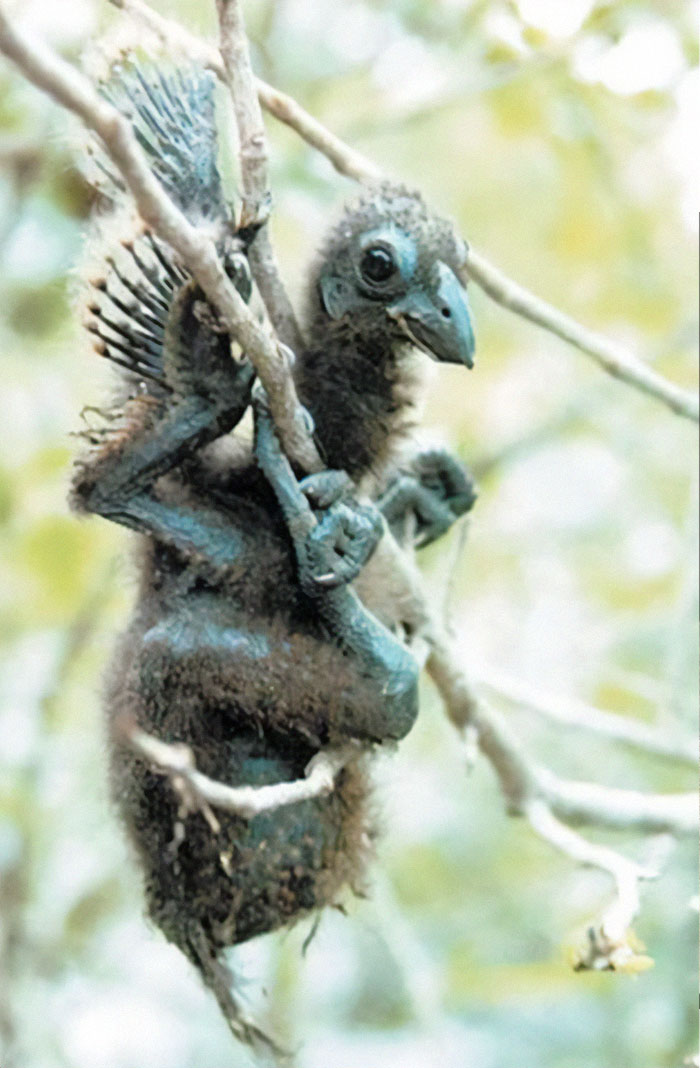 Close-up of an unusual young bird perched on branches illustrating the science behind craziest animal facts.