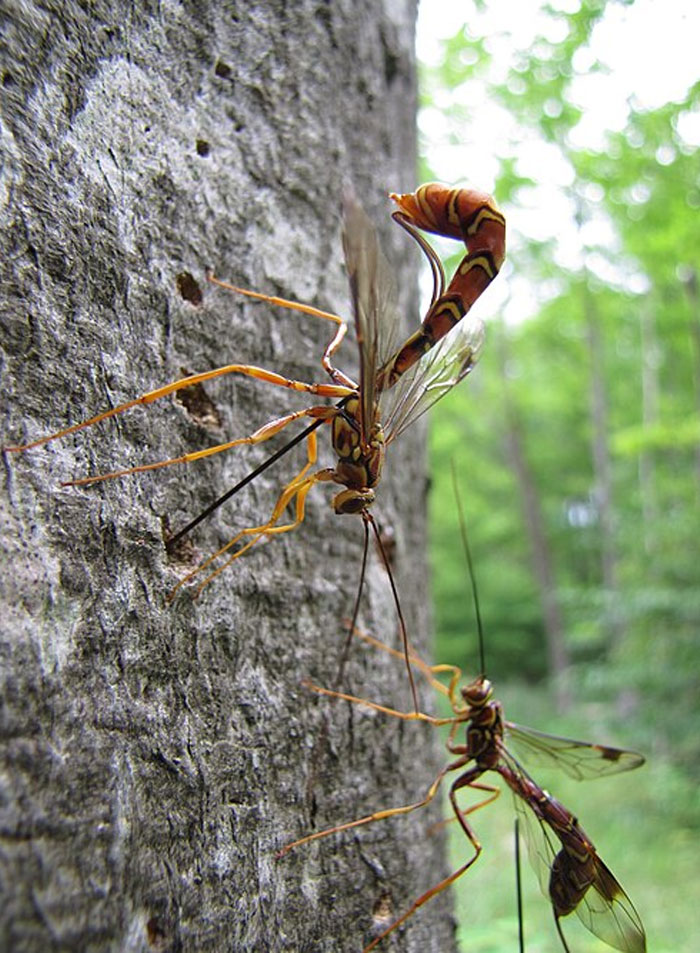 Two unusual insects on tree bark, highlighting fascinating animal facts and science behind nature's craziest creatures.