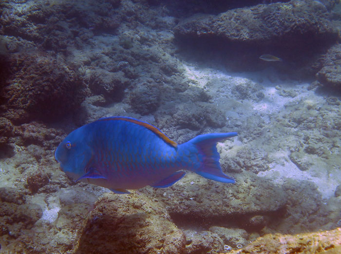 Blue fish swimming over coral reef illustrating the science behind crazy animal facts in marine life.