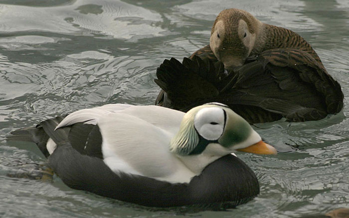 Two ducks floating on water, illustrating unique animal behaviors related to the science behind craziest animal facts.