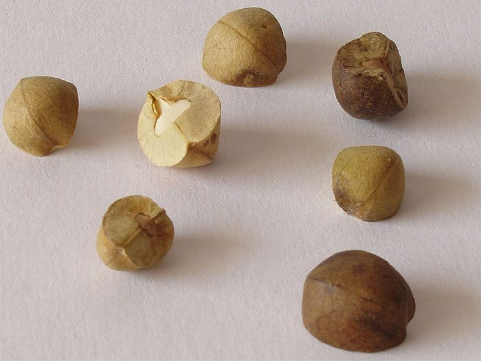 Close-up of various small animal seeds on a white surface illustrating unique animal facts in nature science.