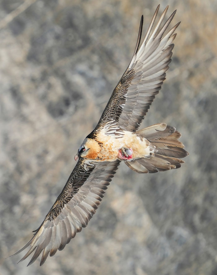 A flying bird of prey showcasing the science behind the craziest animal facts in its natural habitat.
