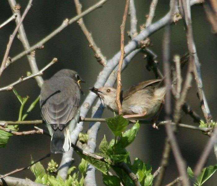 Two small birds interacting on tree branches surrounded by leaves, illustrating animal behavior in science facts.