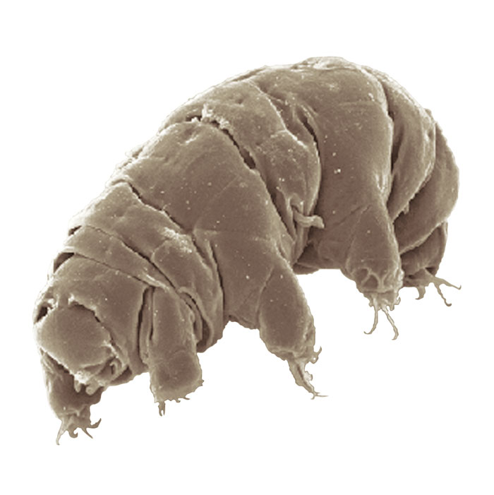 Close-up of a microscopic water bear, showcasing unique features in the science behind animal facts and survival.
