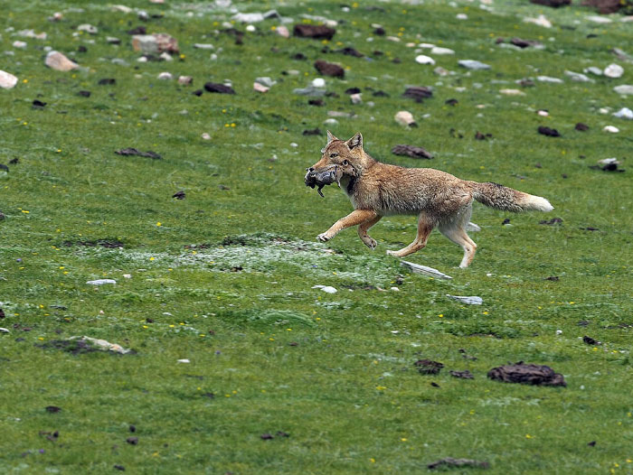 Fox running across grassy field carrying prey in mouth, illustrating science behind crazy animal facts.