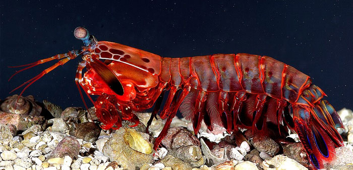 Close-up of a vibrant mantis shrimp on the ocean floor illustrating the science behind craziest animal facts.