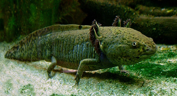 Axolotl underwater, showcasing unique animal features as part of science behind craziest animal facts.