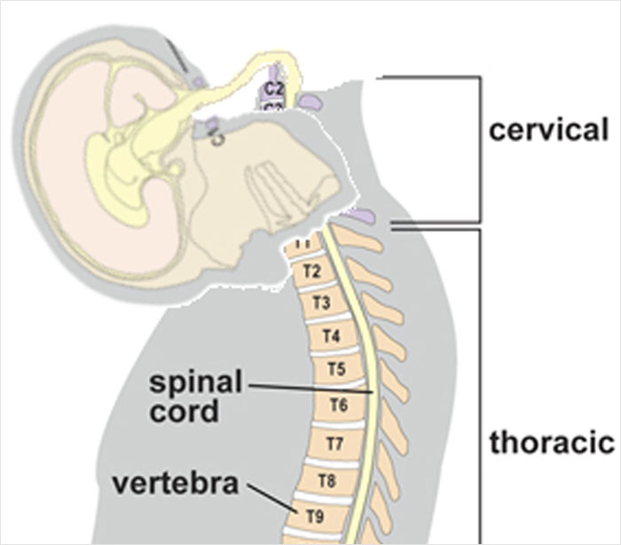Diagram of cervical and thoracic spine regions highlighting vertebra and spinal cord anatomy for medical professionals.