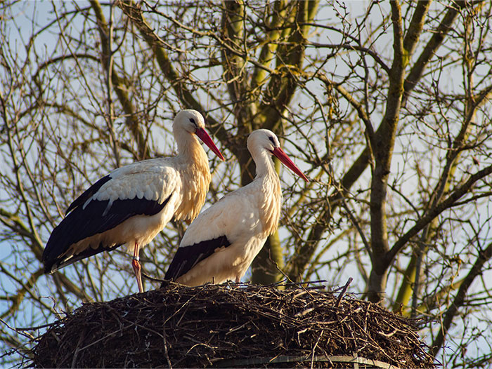 Two storks perched on a large nest with bare tree branches in the background on a clear day.
