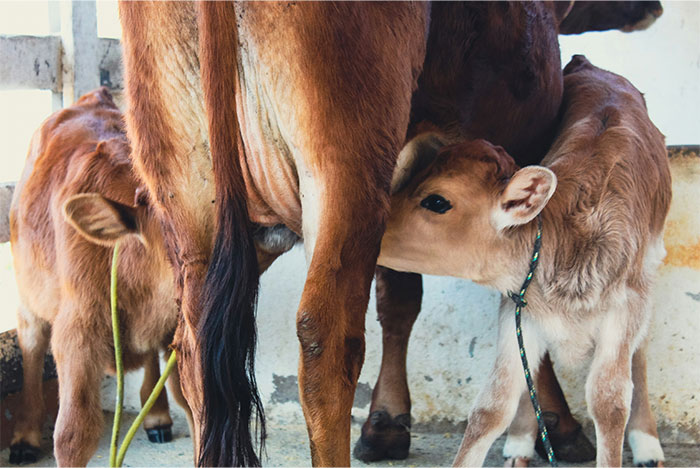 Calf nursing from its mother in a barn, illustrating one of the creepy and terrifying facts about animal behaviors.