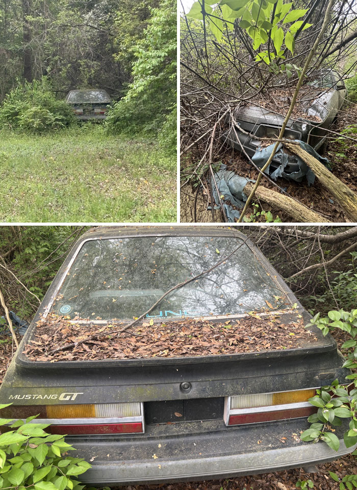 Abandoned Mustang GT covered in leaves and surrounded by dense foliage, a creepy and terrifying find in the forest.