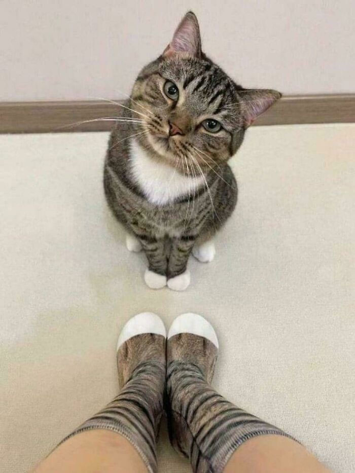 Tabby cat tilting head looking up next to feet wearing cat-print socks, funny moments cats made owners laugh online.
