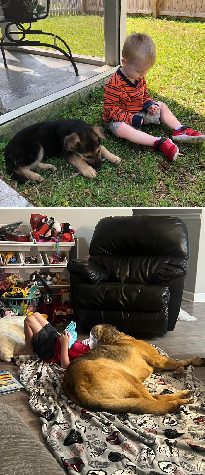 Niños compartiendo momentos tiernos con perretes en exteriores e interiores demostrando cariño y amistad verdadera.