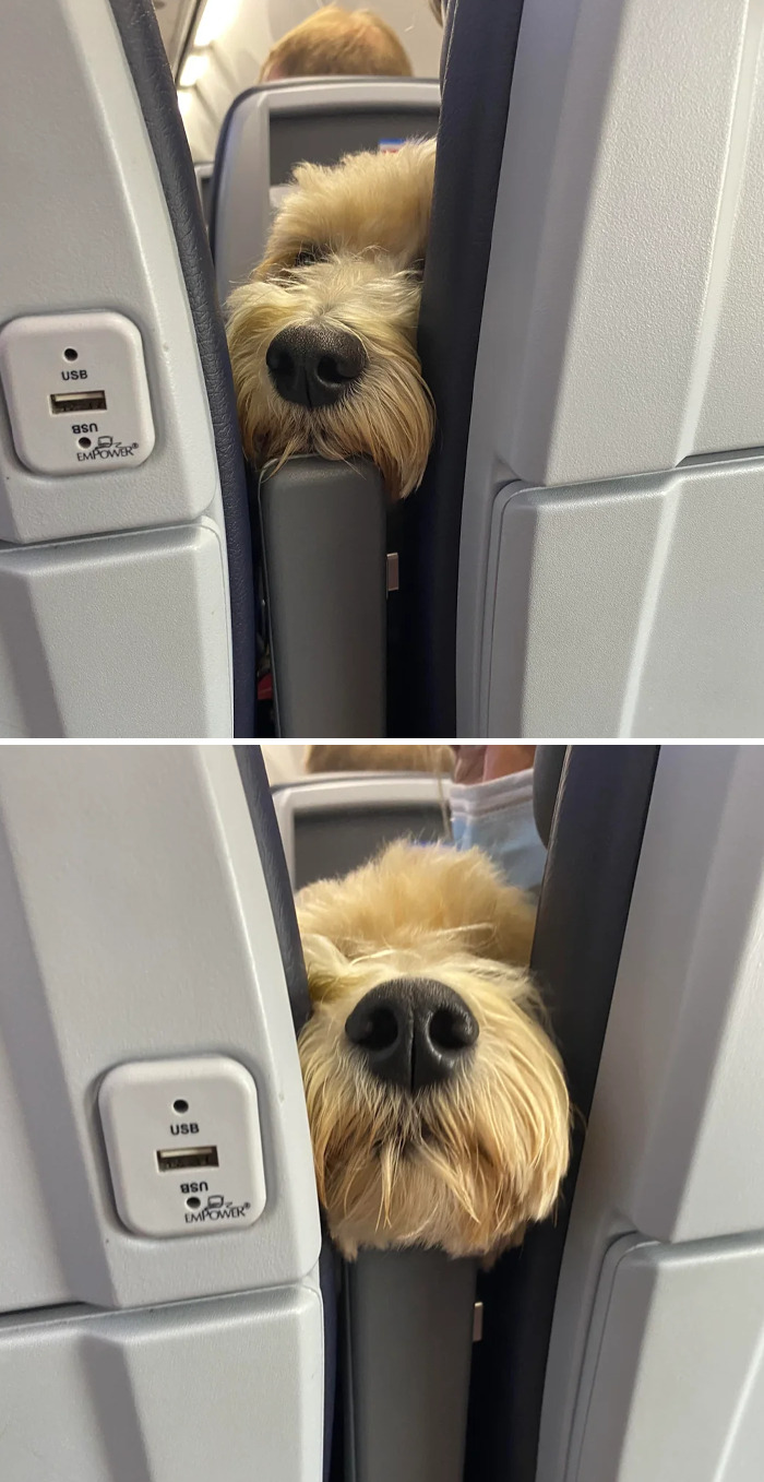 Perrete con nariz grande asomándose entre los asientos de un avión, mostrando ternura y curiosidad de perro en viaje.