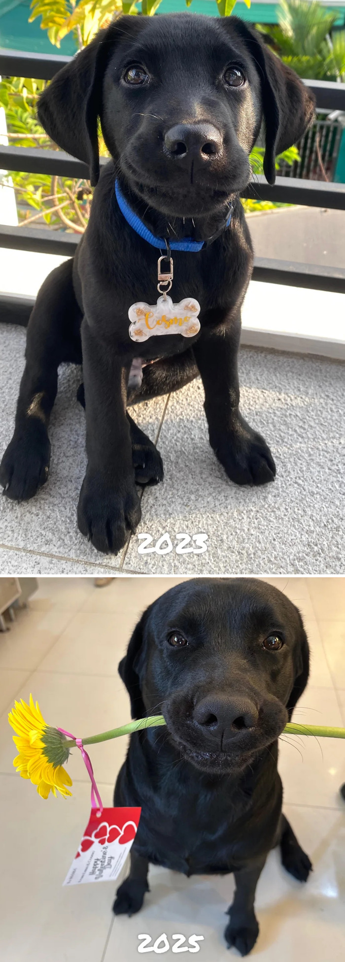 Black Labrador puppy and adult dog showing growth, one with a blue collar and the other holding a sunflower, cutest dogs ever.