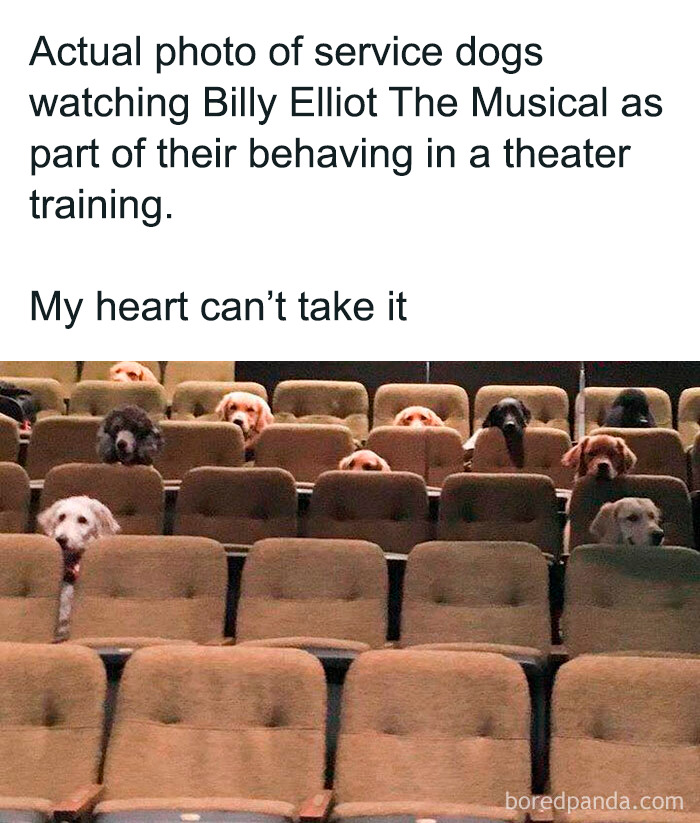 Service dogs sitting obediently in theater seats during their training to be well-behaved in public places.