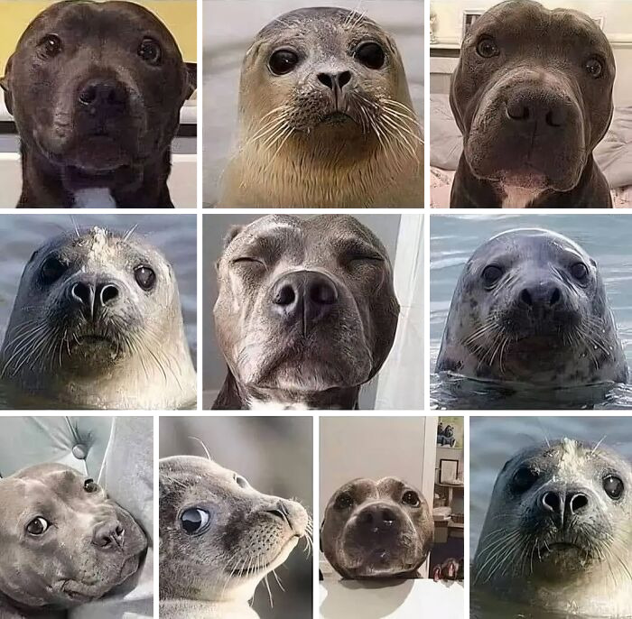 Collage of adorable dogs and seals with similar expressions, showcasing some of the cutest dogs ever in charming close-ups.