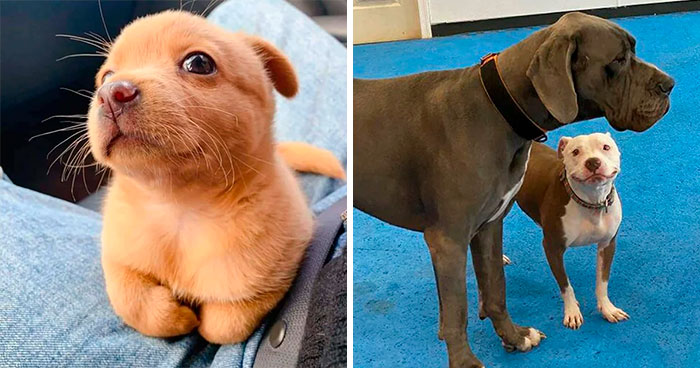 38 De las fotos más puras de perretes