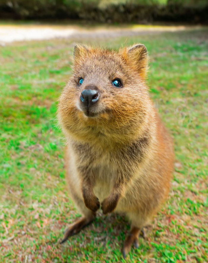 Cute wild animal quokka standing on grass, looking up with bright eyes in a natural outdoor setting.