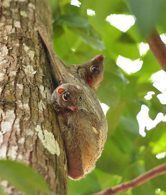 Two wild animals with large eyes clinging to a tree trunk in a green forest setting, showcasing the cutest wild animal.