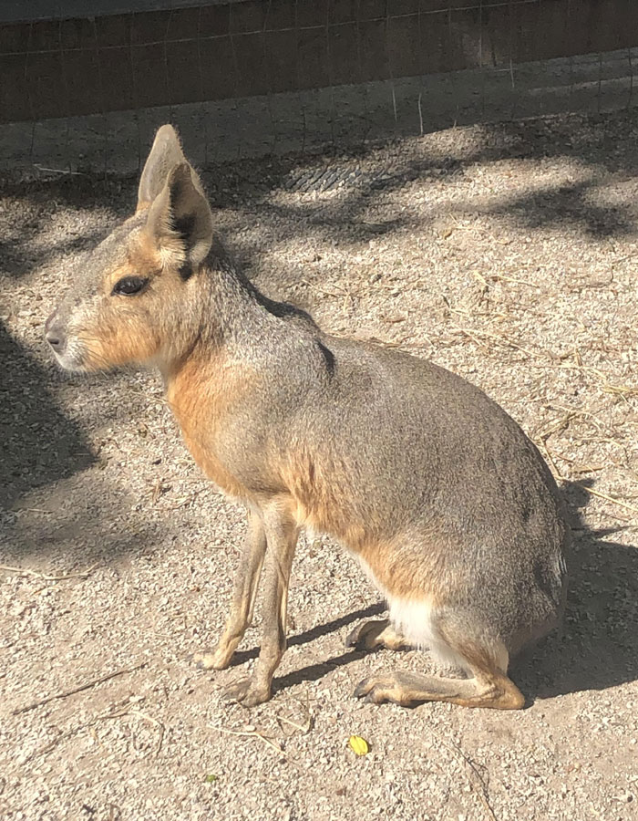 Small wild animal sitting on dirt ground in sunlight, featured for cutest wild animal ranking by reader’s vote.