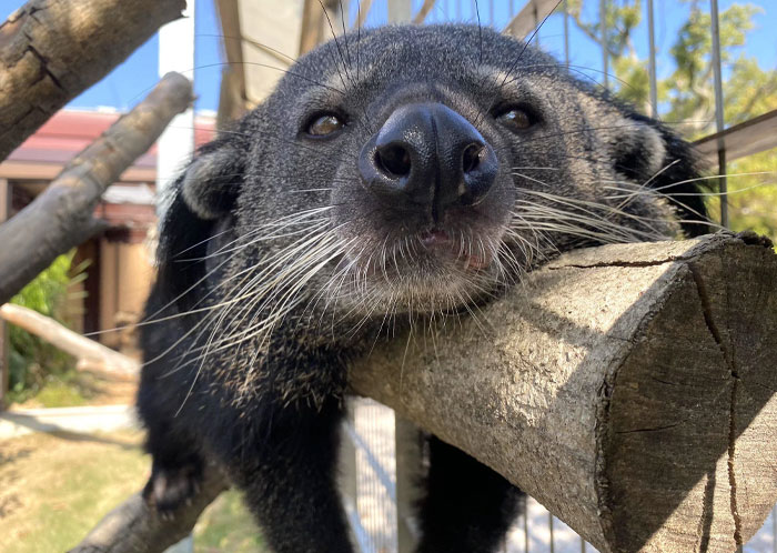 Close-up of a wild animal resting on a tree branch, showcasing the cutest wild animal features in natural surroundings.