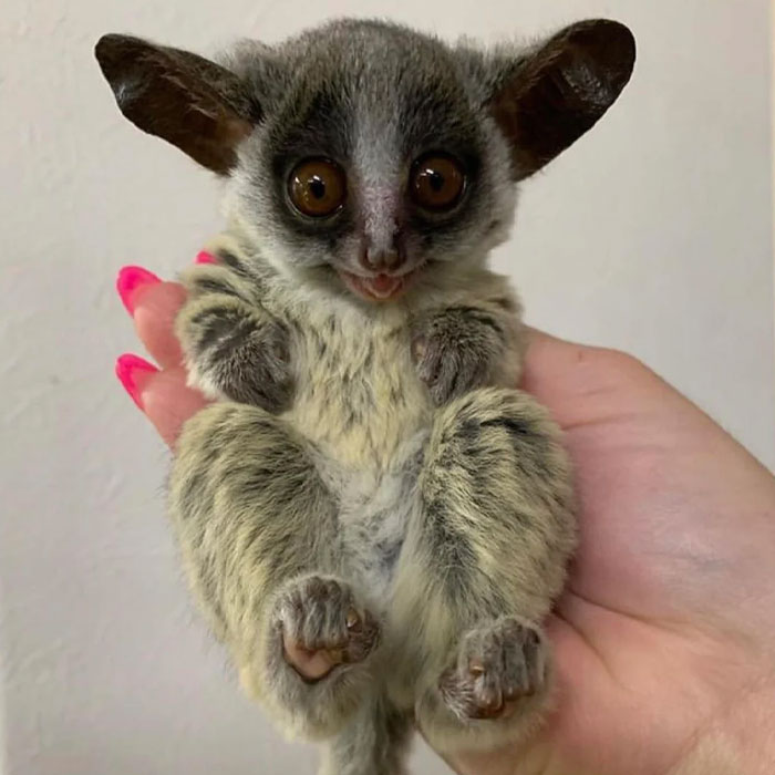 Small wild animal with big eyes held in hand, showcasing one of the cutest wild animals on Earth for ranking.