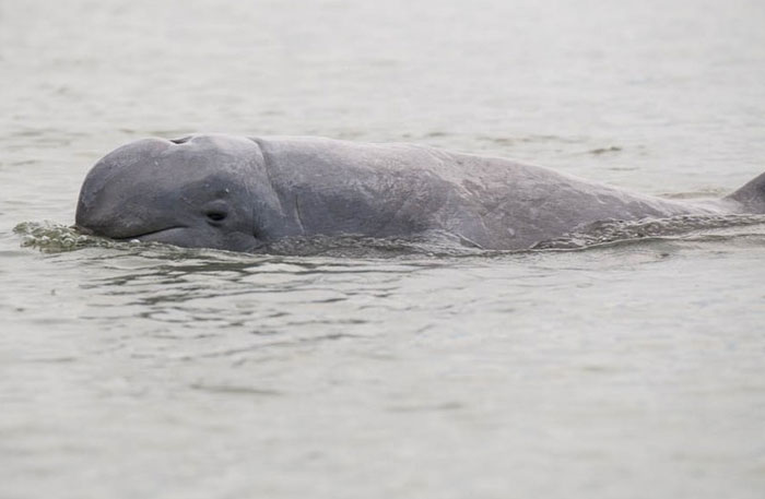 Cute wild animal swimming in calm water, featured as a contender for cutest wild animal on earth.