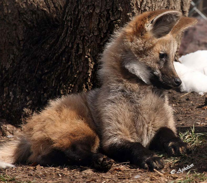 Young maned wolf resting near tree in natural habitat, showcasing one of the cutest wild animals on earth.