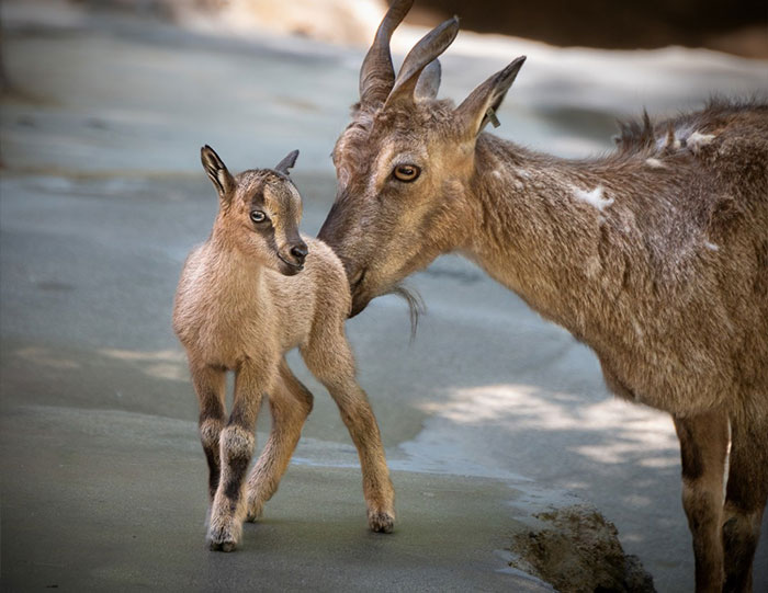 Wild animal mother nuzzles her cute baby in a natural setting, showcasing the cutest wild animal on earth.