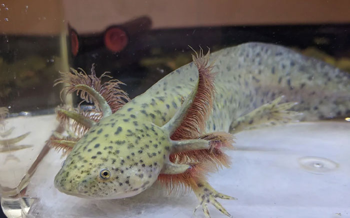 Axolotl with feathery gills underwater, featured in ranking for cutest wild animal on earth.