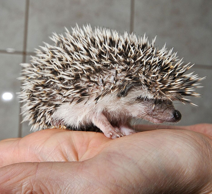 Small hedgehog resting on a human hand, one of the cutest wild animals on earth featured for reader’s vote ranking.