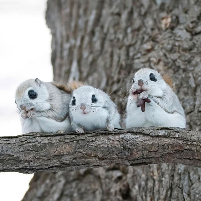 Three cute wild animals with big eyes sitting on a tree branch, showcasing the cutest wild animal on earth.