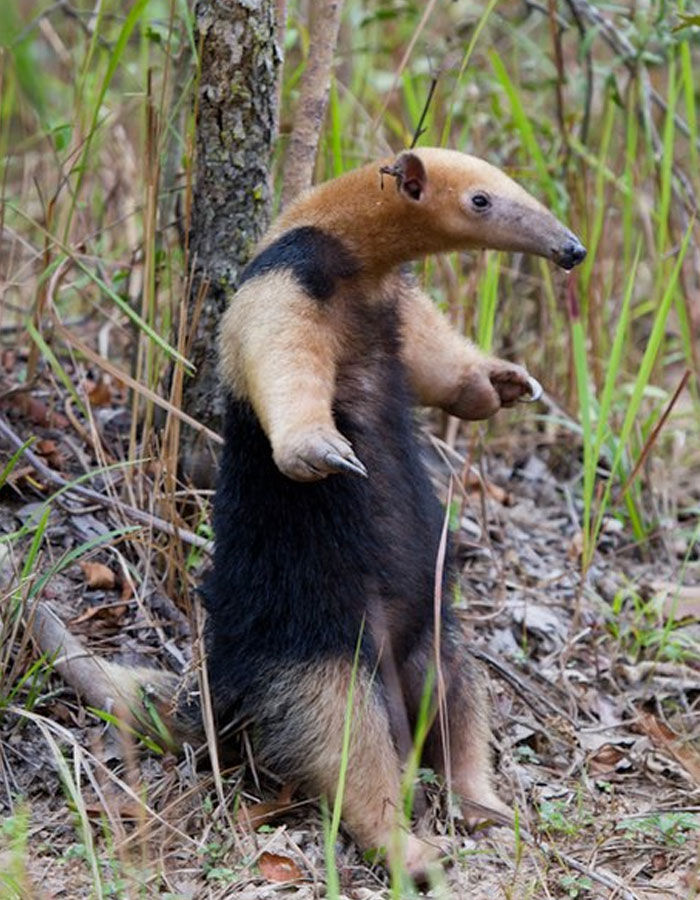 Giant anteater standing in forest grass, one of the cutest wild animals on Earth in its natural habitat.
